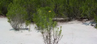 Jack Creek - Lake Wales Ridge Wildlife and Environmental Area in Sebring, FL park photo