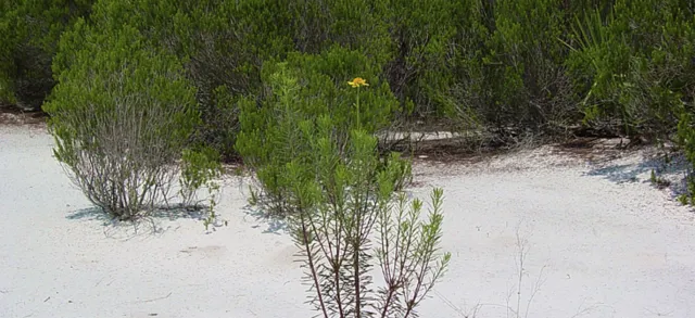 Jack Creek - Lake Wales Ridge Wildlife and Environmental Area