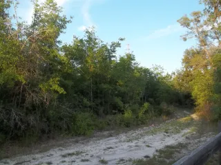 Belmore State Forest in Belmore, FL park photo
