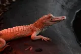 St. Augustine Alligator Farm Zoological Park preview 4