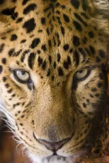 Central Florida Zoo and Botanical Gardens preview 2