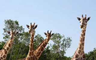 Naples Zoo at Caribbean Gardens in Naples, FL attraction photo