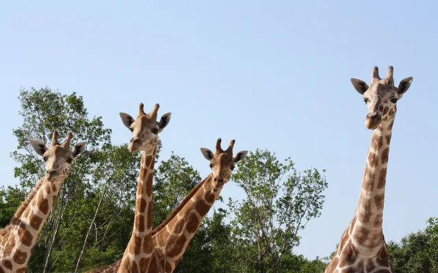 Naples Zoo at Caribbean Gardens