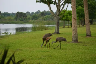 Fox Lake Park in Titusville, FL park photo