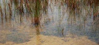 Weekiwachee Preserve in Spring Hill, FL park photo