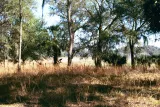 Dade Battlefield Historic State Park preview 3
