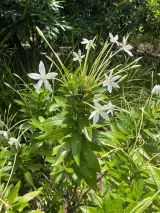 Harry P. Leu Gardens preview 3