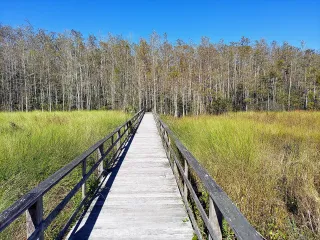 Corkscrew Swamp Sanctuary in Naples, FL attraction photo
