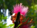 Harry P. Leu Gardens preview 1