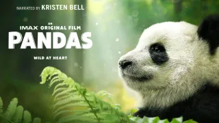 Pandas movie photo 2