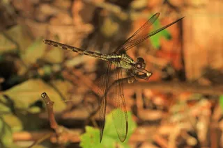 Oscar Scherer State Park in Osprey, FL park photo