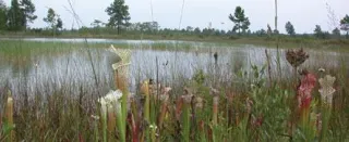 Yellow River Marsh Aquatic Preserve in Pace, FL park photo