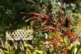 Palma Sola Botanical Park preview 1