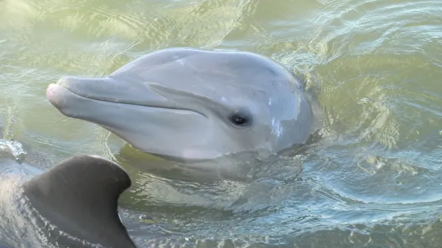 Dolphin Research Center