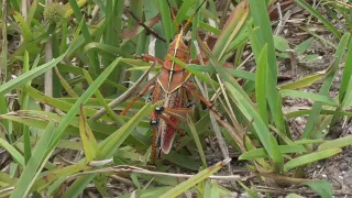 Loxahatchee River Aquatic Preserve in Jupiter, FL park photo