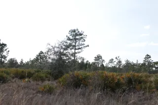 Everglades Headwaters National Wildlife Refuge and Conservation Area in Sebring, FL park photo