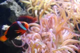 Key West Aquarium preview 2