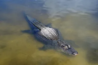 Gatorland photo 1