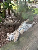Gatorland preview 3