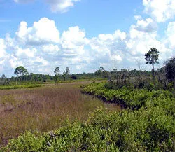 Arbuckle Wildlife Management Area in Sebring, FL park photo