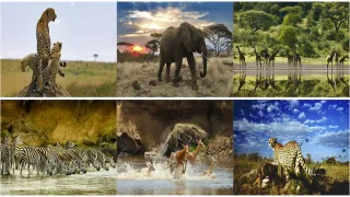 Serengeti movie photo 1