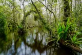 Big Cypress National Preserve preview 1