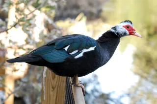 Homosassa Springs Wildlife State Park in Inverness, FL park photo