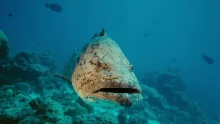 Under the Sea 3D movie photo 2