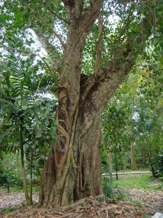 Flamingo Gardens photo 1