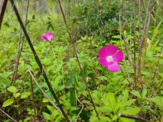 Turkey Creek Hammock Preserve in Gainesville, FL park photo