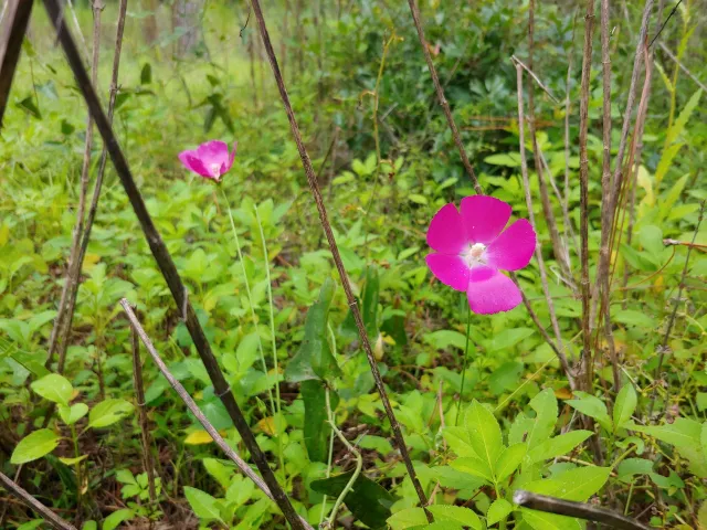 Turkey Creek Hammock Preserve