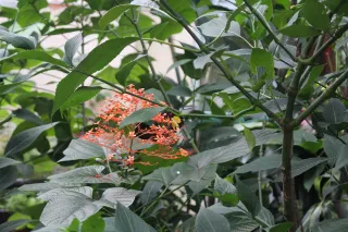 Butterfly Rainforest in Gainesville, FL park photo