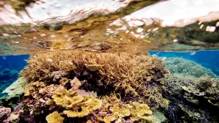 Ocean Paradise movie photo 4