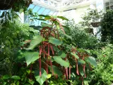 Key West Butterfly and Nature Conservatory preview 1