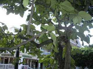 Key West Tropical Forest & Botanical Garden in Key West, FL attraction photo