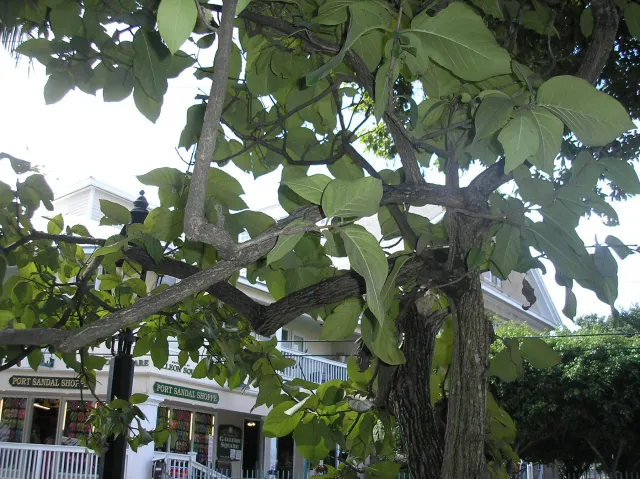 Key West Tropical Forest & Botanical Garden