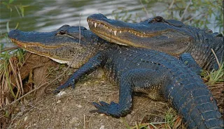 Big Cypress National Preserve photo 2