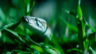 The Python Hunt movie photo 3