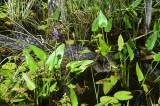 Corkscrew Swamp Sanctuary preview 3