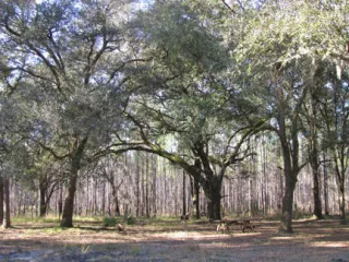 Belmore State Forest Ates Creek Tract in Fleming Island, FL park photo