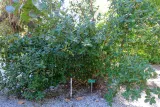 Sarasota Jungle Gardens preview 4