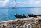 Dry Tortugas National Park preview 4