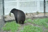 Naples Zoo at Caribbean Gardens preview 3