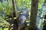 Corkscrew Swamp Sanctuary preview 1