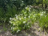 Harry P. Leu Gardens preview 2