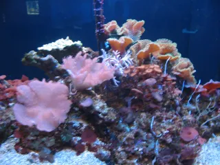 Mote Marine Laboratory and Aquarium in Sarasota, FL attraction photo