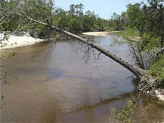 Perdido River Wildlife Management Area in Pace, FL park photo