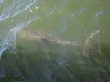 Gulf Coast Visitor Center preview 2