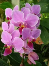 Key West Butterfly and Nature Conservatory preview 3