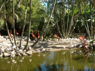 Flamingo Gardens in Davie, FL attraction photo